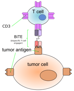 310px-BiTE_antibody_en.svg