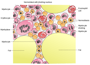 I didn't get a picture of my marrow, but this gives you a general idea of what goes on in there.